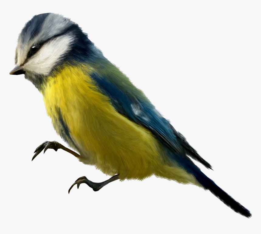 Aves Png Pinterest - Oiseau Png, Transparent Png, Free Download