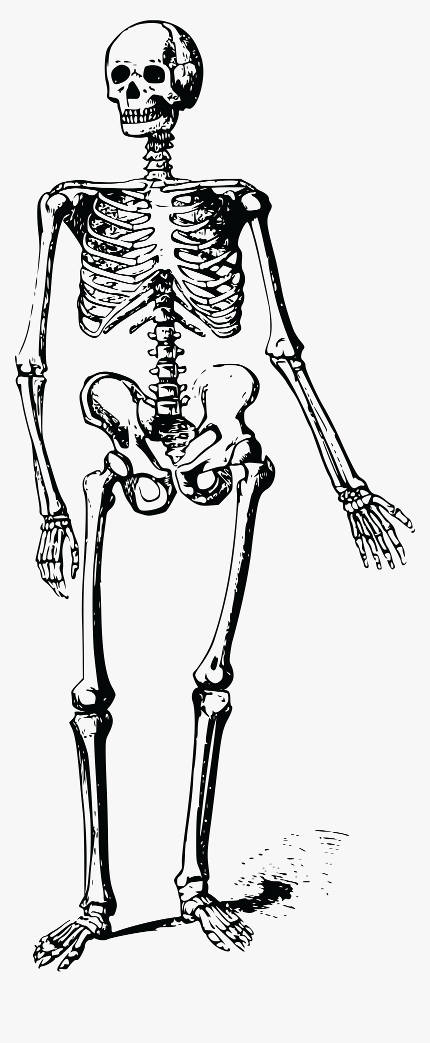 Skeleton Clipart Hand - Skeleton Png Black And White, Transparent Png, Free Download