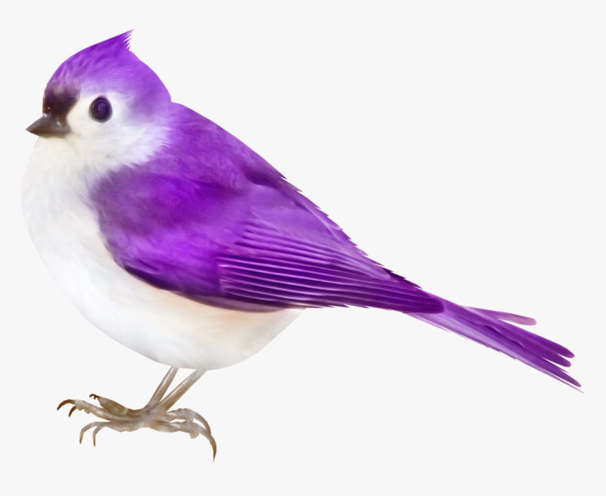 Pajaros Png Hd, Transparent Png, Free Download