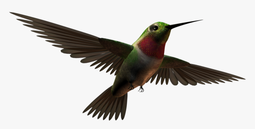 Free Download Aves Clipart Hummingbird - Clip Art, HD Png Download, Free Download