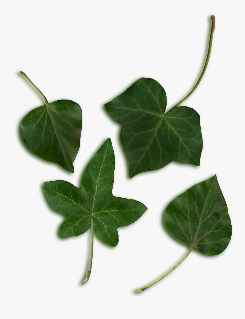 Hedera Leaves - Hedera Leaf, HD Png Download, Free Download