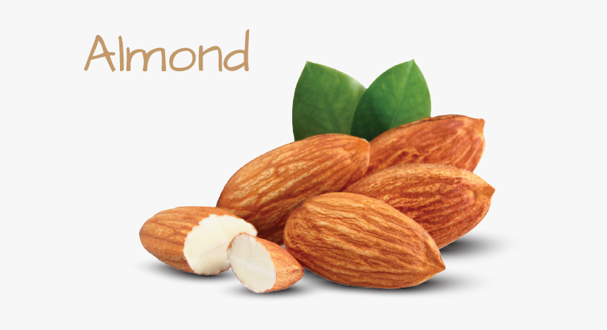 Ingredient Image Template 02 - Nuts That Are Good For Blood Type, HD Png Download, Free Download