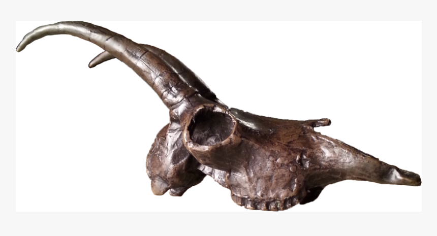 Bronze Statue Head - Skull, HD Png Download, Free Download