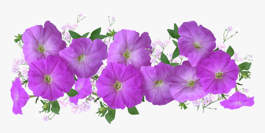 Petunias, Arrangement, Floral, Decoration - Arranjo Floral Foto Png, Transparent Png, Free Download