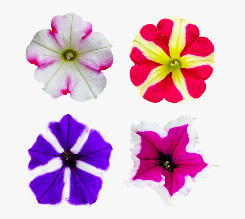 Nature, Flower, Blossom, Bloom, Petunia, Color - Petunia, HD Png Download, Free Download