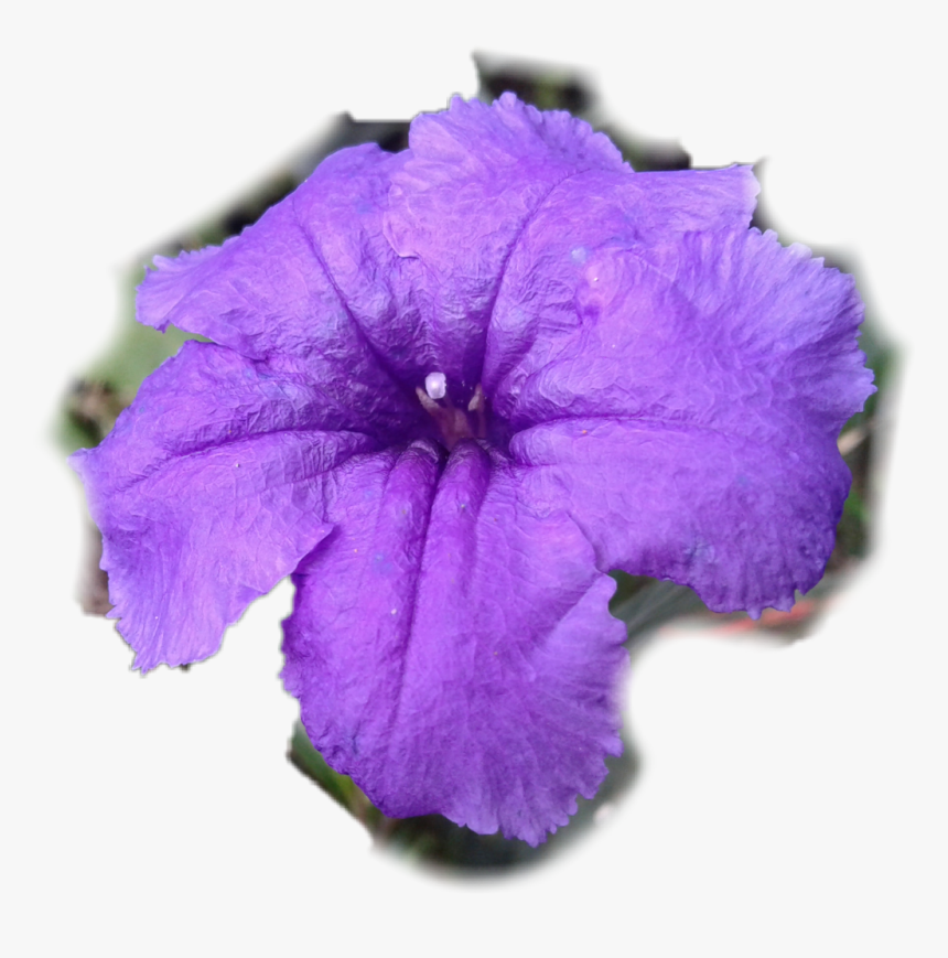 Mexican Petunia, HD Png Download, Free Download