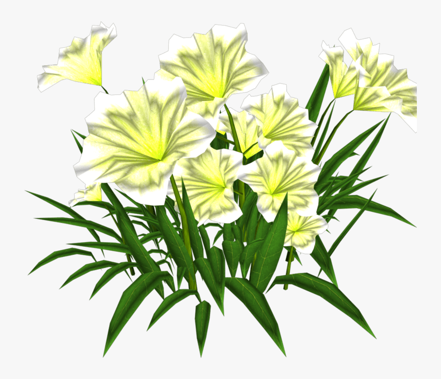 Hymenocallis Speciosa, HD Png Download, Free Download