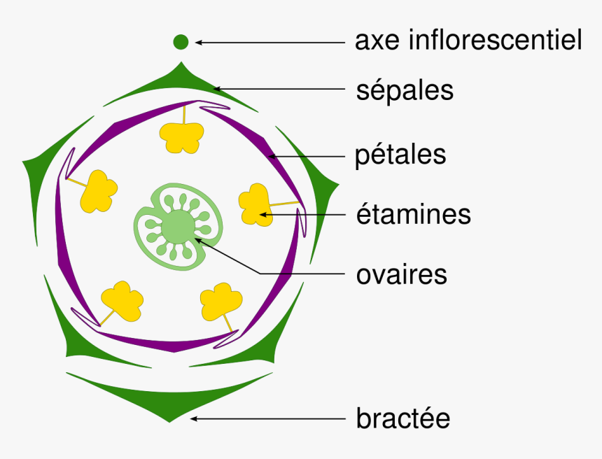 Diagram Floral, HD Png Download, Free Download