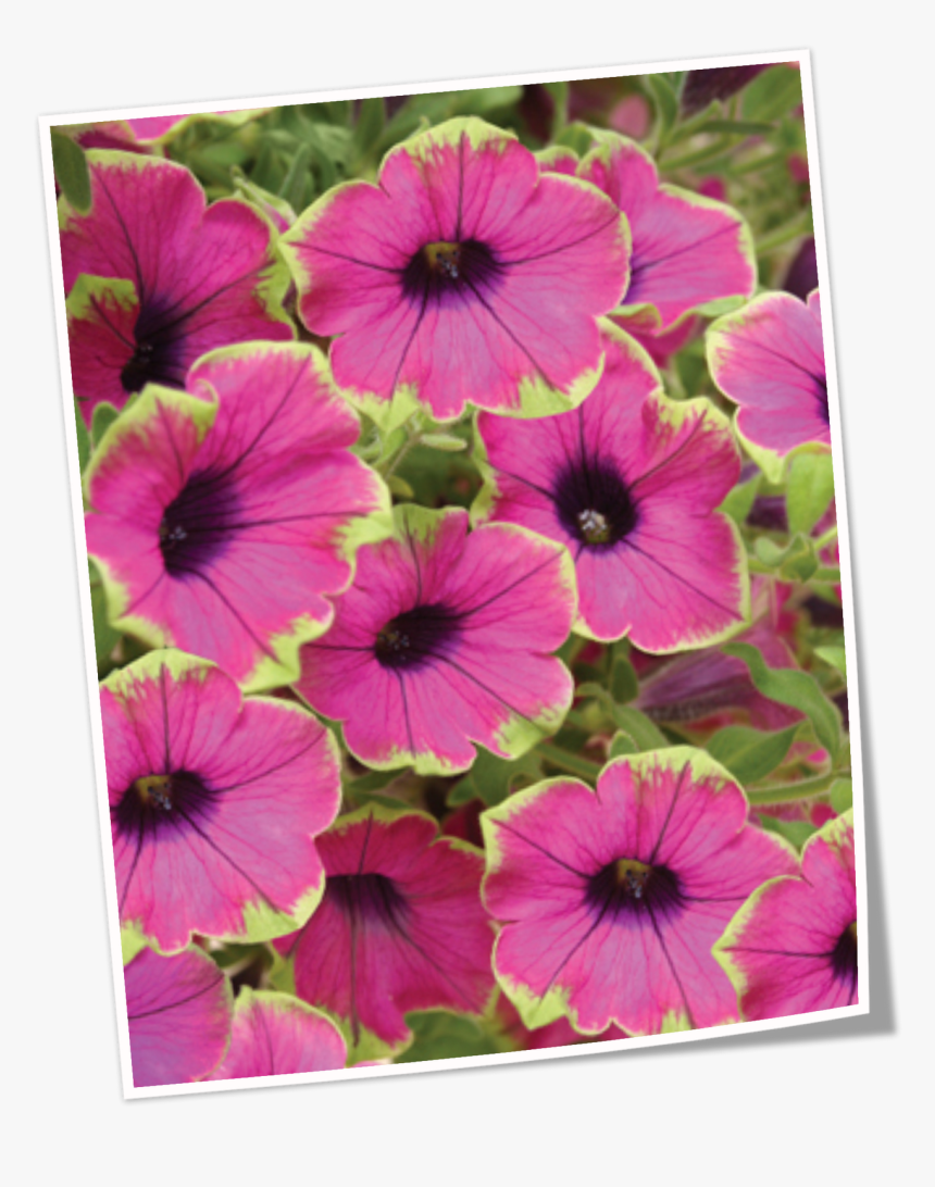 Proven Winners Plant Tag, HD Png Download, Free Download
