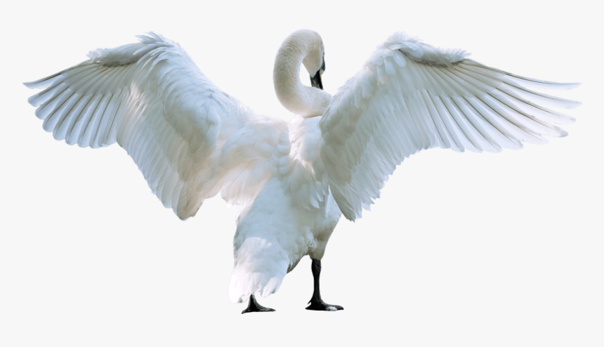 Free Png Images - Angel Wings Png Transparent, Png Download, Free Download