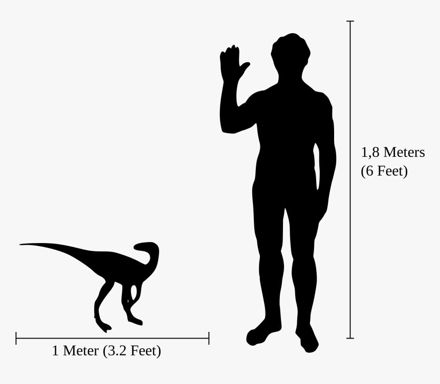 Transparent Scale Png - Cat Compared To Human, Png Download, Free Download