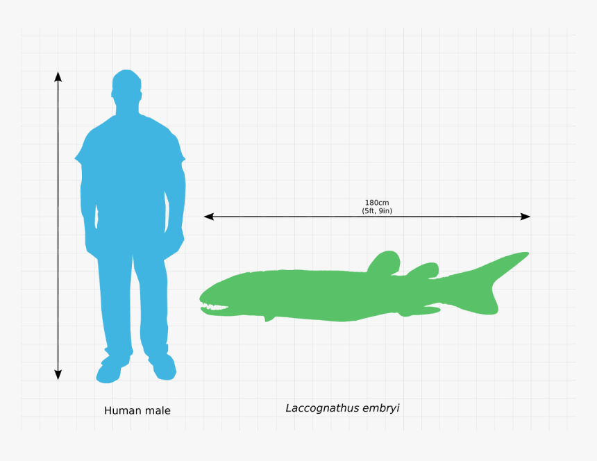 Laccognathus Embryi Scale Comparison - 3 Cubic Meter Bin, HD Png Download, Free Download