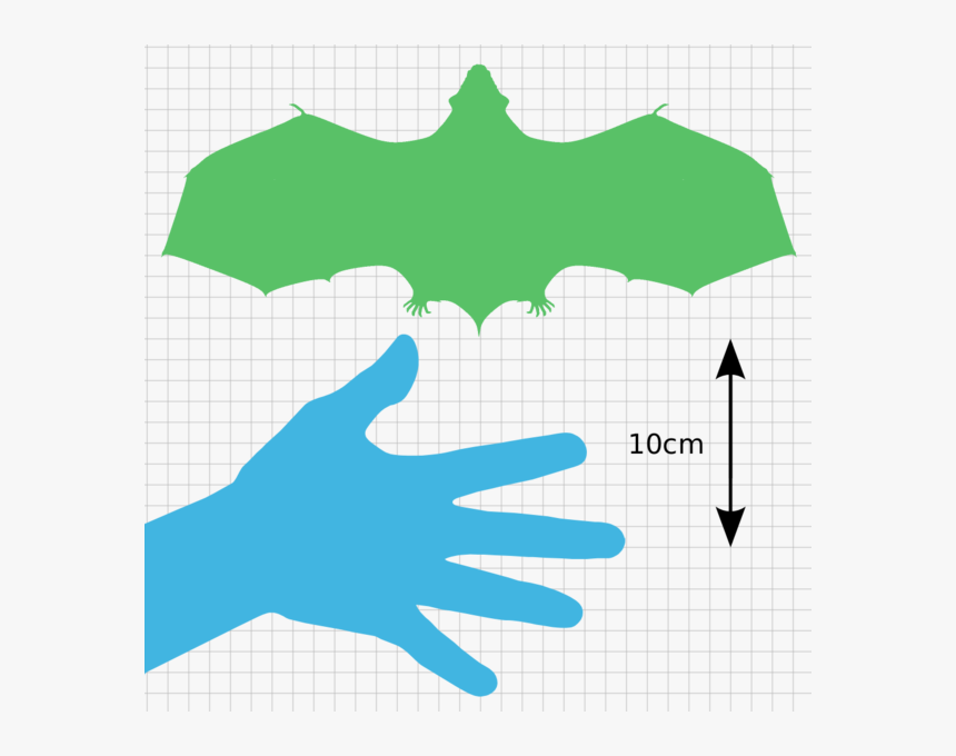 Palaeochiropteryx Scale Comparison - 30 Cm Comparison With A Hand, HD Png Download, Free Download