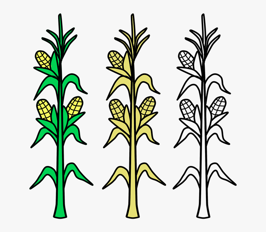 Corn, Field, Agriculture, Plant, Crop, Farm, Farmland - Draw A Corn Stalk, HD Png Download, Free Download