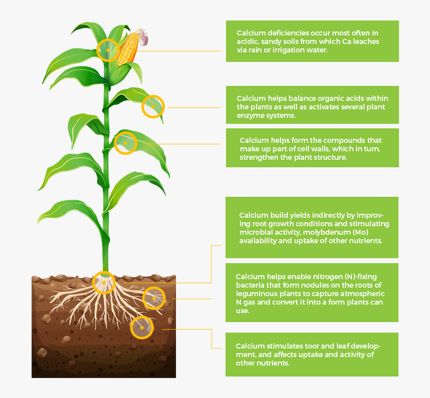 Are As Important To Plant Nutrition As The Primary - Corn Roots Drawing, HD Png Download, Free Download