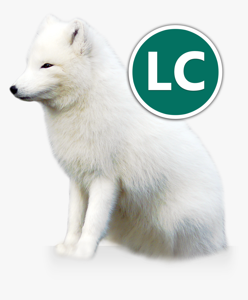 Arctic Fox Icon - Arctic Fox And Owner, HD Png Download, Free Download