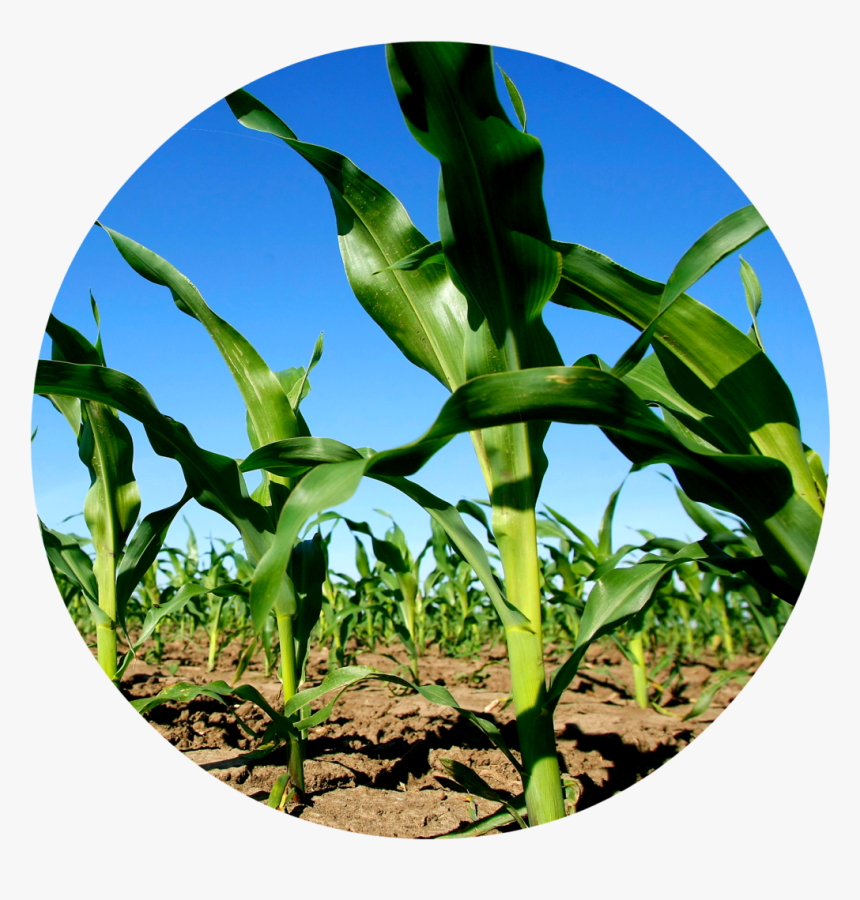 Young Corn Circle - Agriculture, HD Png Download, Free Download