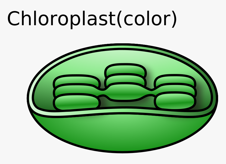 Transparent Chloroplast Png - Chloroplast Clipart, Png Download, Free Download