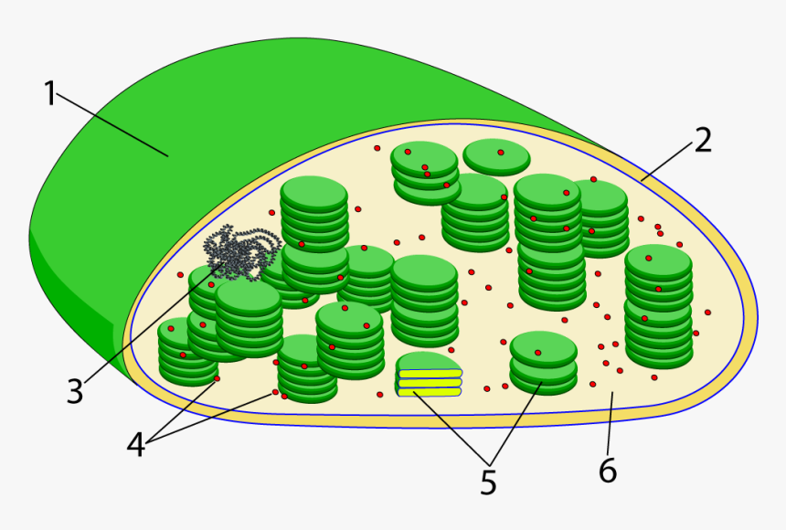 Chloroplast Diagram Not Labeled, HD Png Download, Free Download