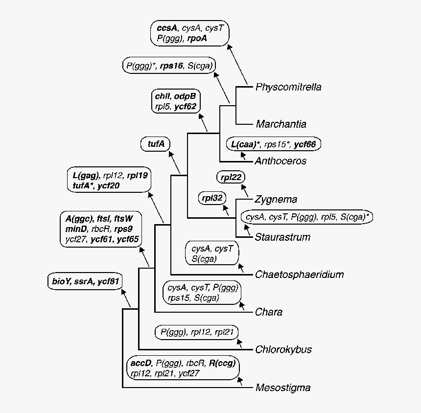 Diagram, HD Png Download, Free Download