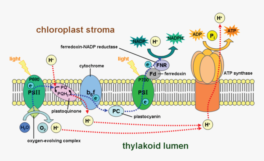 Photosynthesis Steps, HD Png Download, Free Download