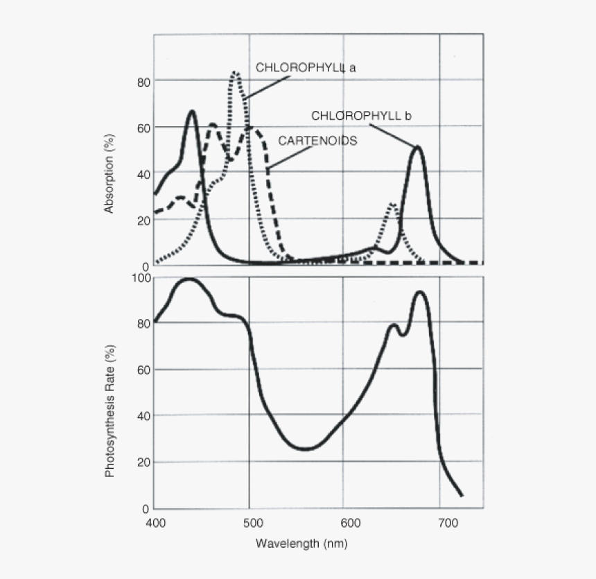 Each Kind Of Pigment Absorbs Specific Wavelengths Of - Wavelength Would You Set The Spectrophotometer To Determine, HD Png Download, Free Download