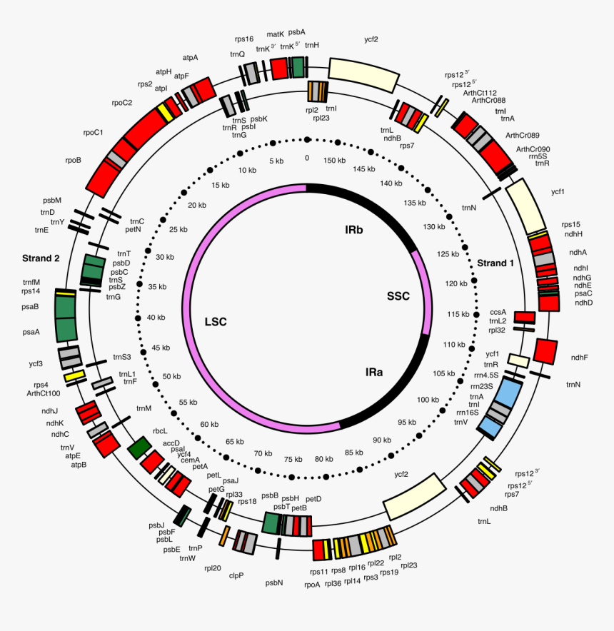 Ycf4 Protein Domain - Matk Gene, HD Png Download, Free Download