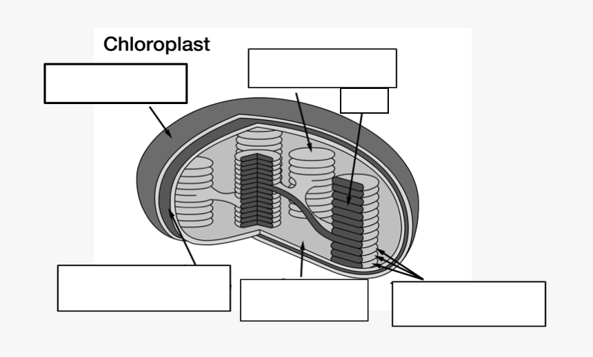 Does A Chloroplast Look Like, HD Png Download, Free Download