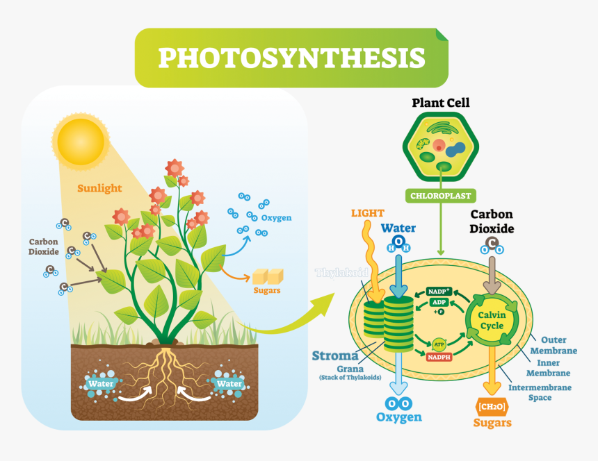 The Calvin Cycle - Conversation Of Matter Photosynthesis, HD Png Download, Free Download