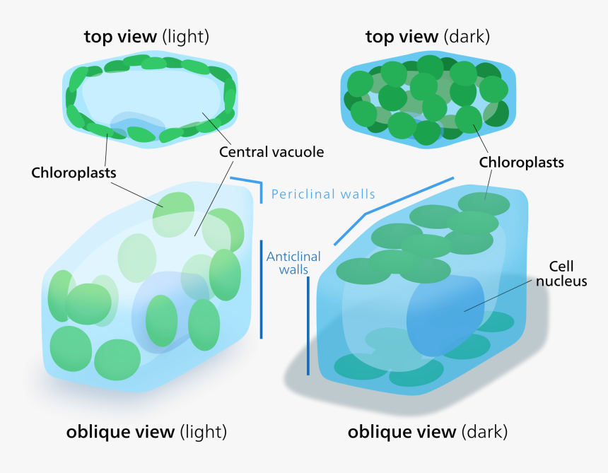 Chloroplast Movement - Periclinal And Anticlinal Wall, HD Png Download, Free Download