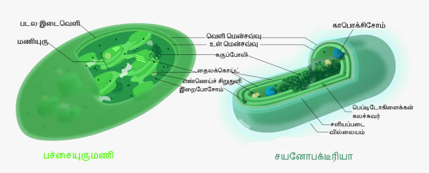 Comparison Ta - Chloroplast And Cyanobacteria Similarities, HD Png Download, Free Download