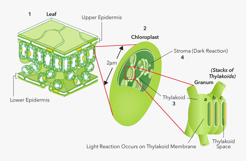 Diagram, HD Png Download, Free Download