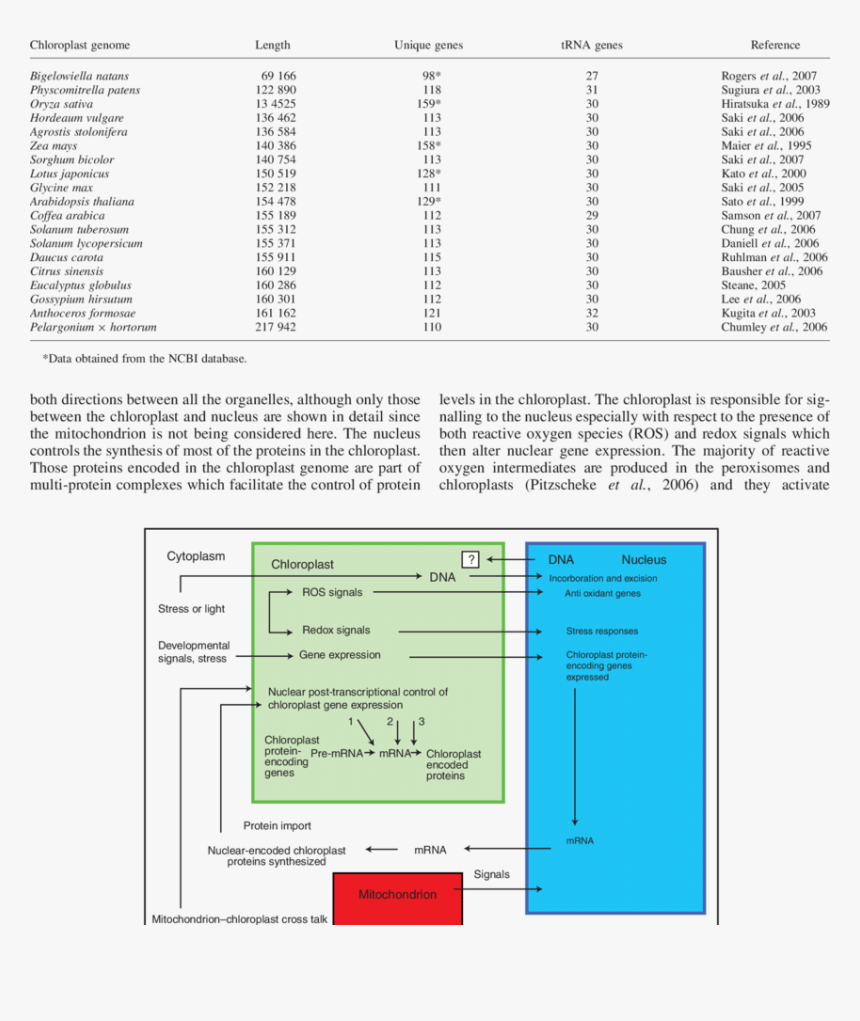 Chloroplast Png, Transparent Png, Free Download