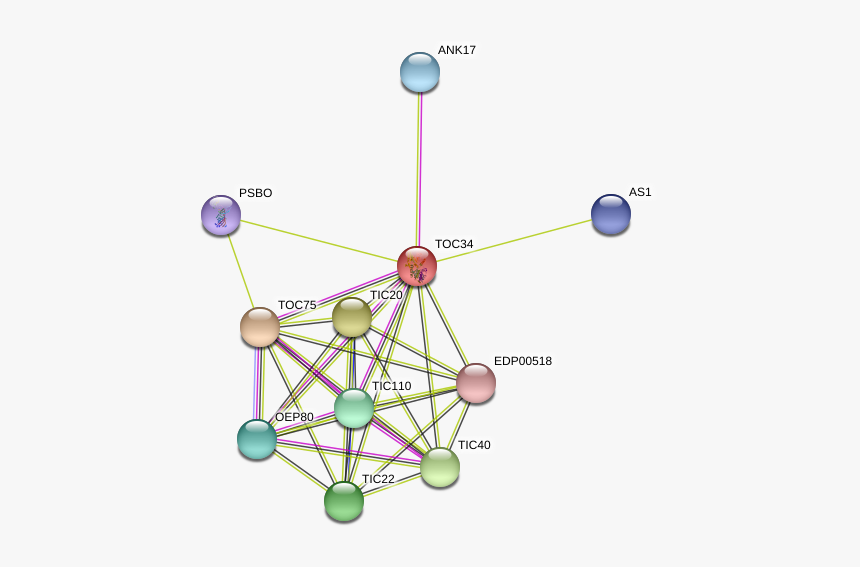 Toc34 Protein - Circle, HD Png Download, Free Download