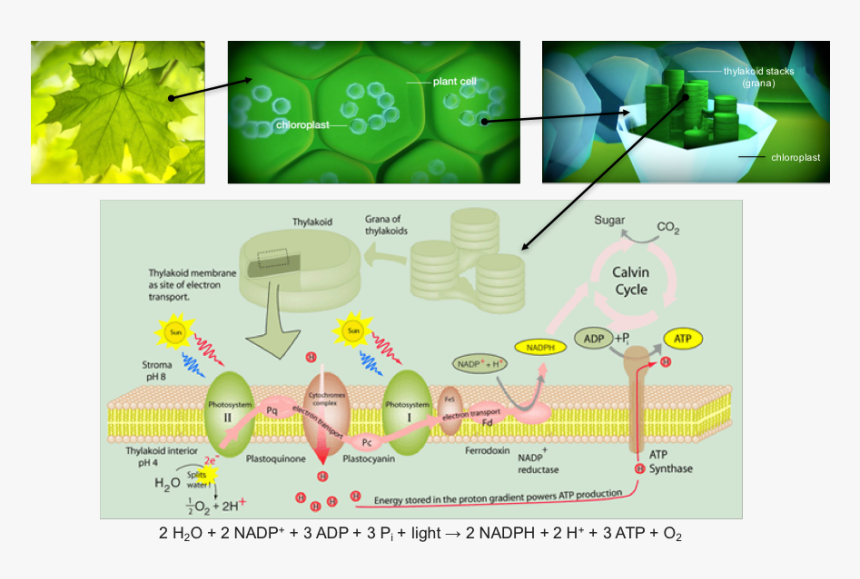 Plant-cell Diagram - Photosystem Ii, HD Png Download, Free Download