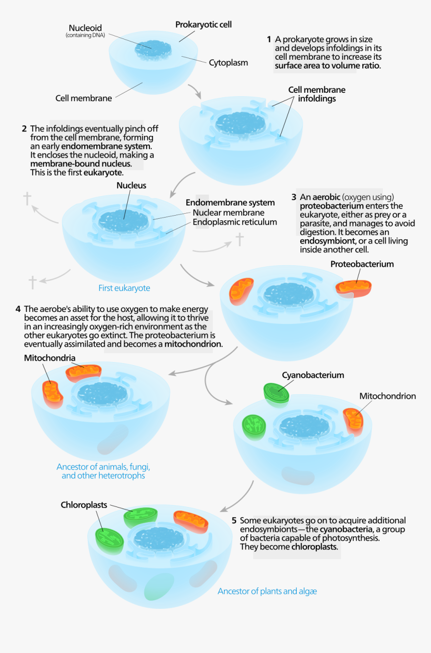 Difference Between Endosymbiosis And Invagination - Serial Endosymbiotic Theory, HD Png Download, Free Download