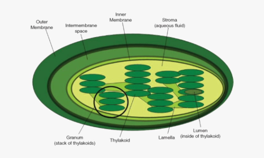 Does Light Independent Reaction Take Place, HD Png Download, Free Download