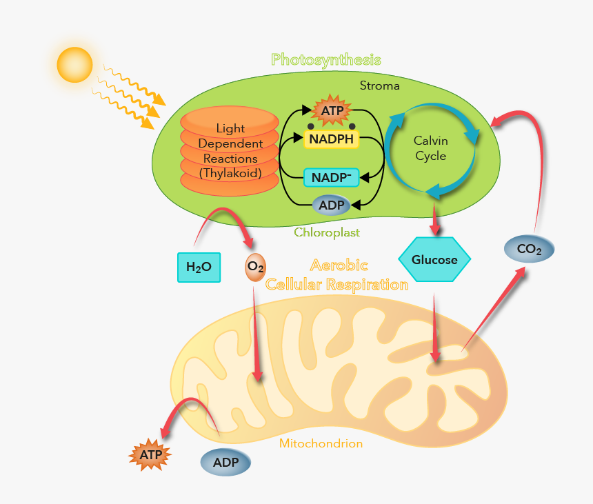 Diagram, HD Png Download, Free Download