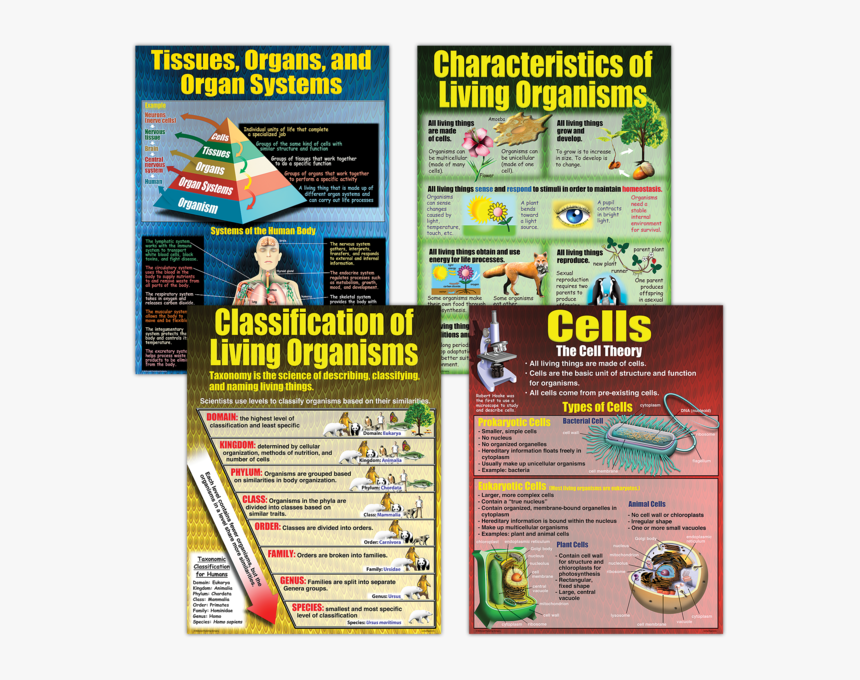 Poster And Pictures Of Organisms Or Organ System Organs, HD Png Download, Free Download