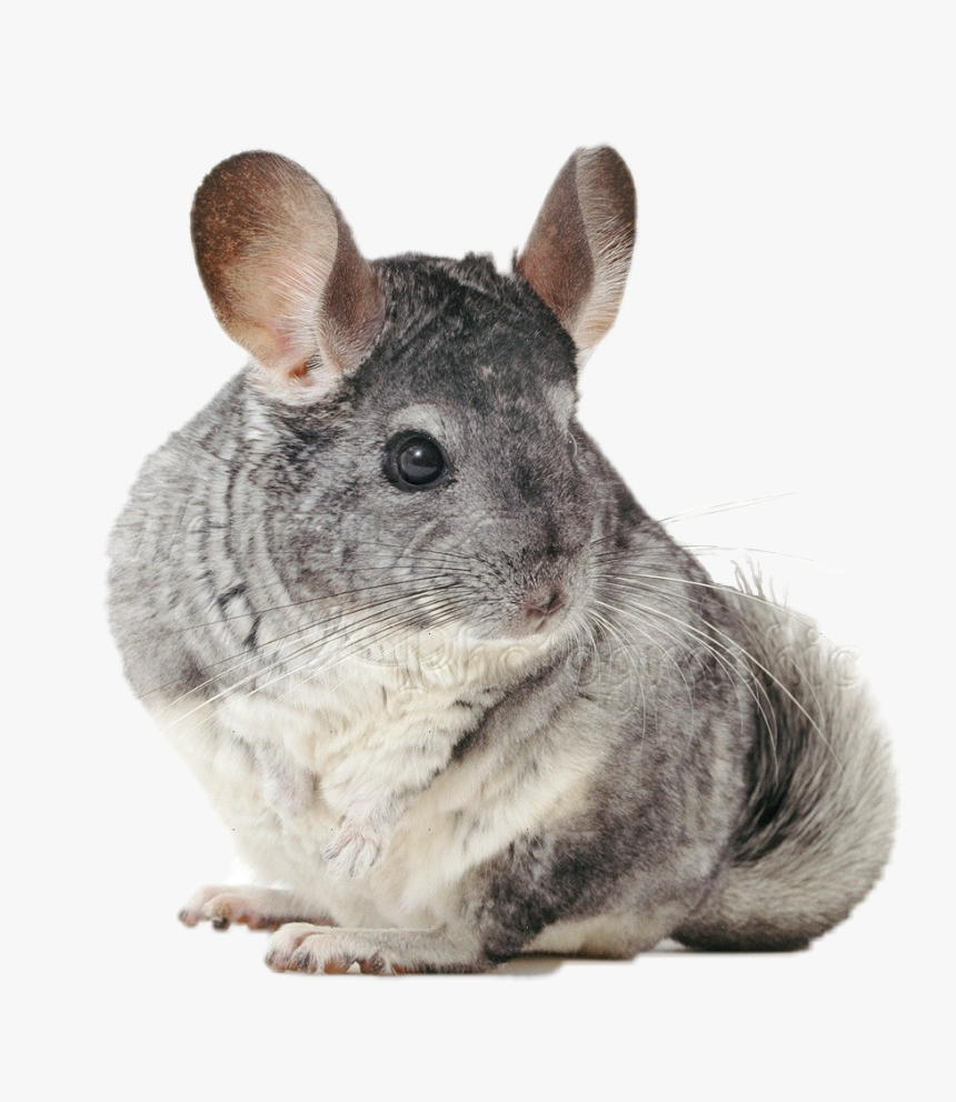 #chinchilla - Chinchilla Png, Transparent Png, Free Download