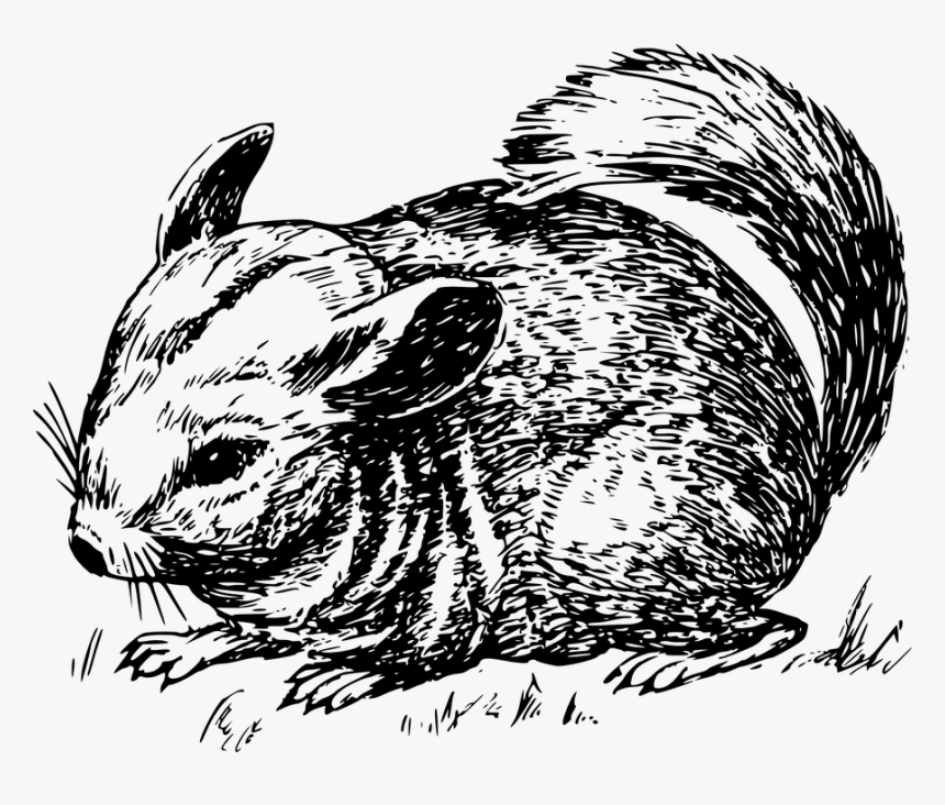 Chinchilla, Furry, Animal, Tail, Grass, Rodent - Chinchilla Drawing Png, Transparent Png, Free Download