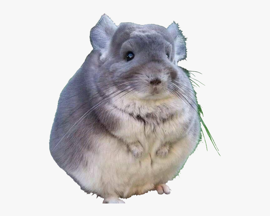 Fat Chinchilla, HD Png Download, Free Download