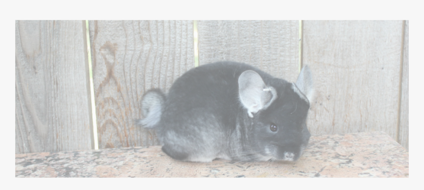 Chinchilla , Png Download - Chinchilla, Transparent Png, Free Download