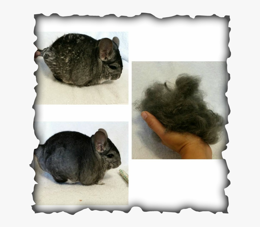 Chinchilla Fur Chewing, HD Png Download, Free Download