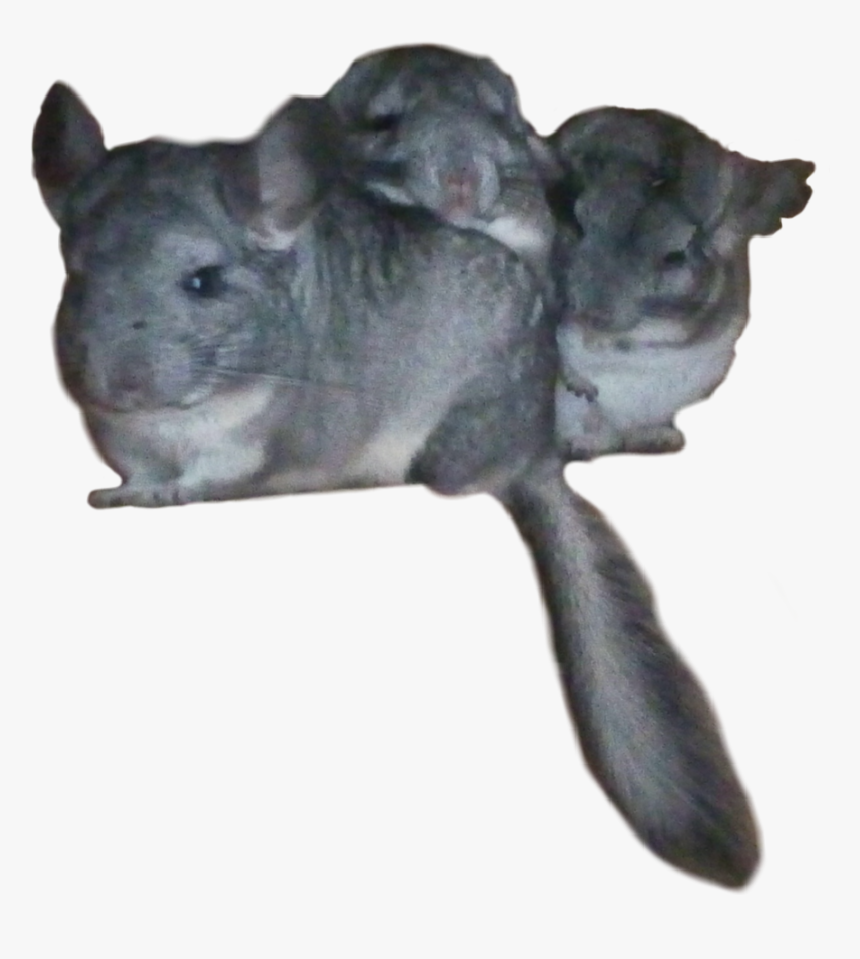 #freetoedit #chinchilla #chinchillas - Mouse, HD Png Download, Free Download