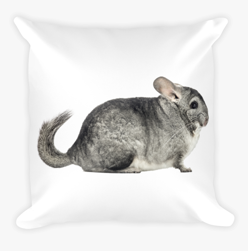 Chinchilla Print Square Pillow - Chinchilla, HD Png Download, Free Download