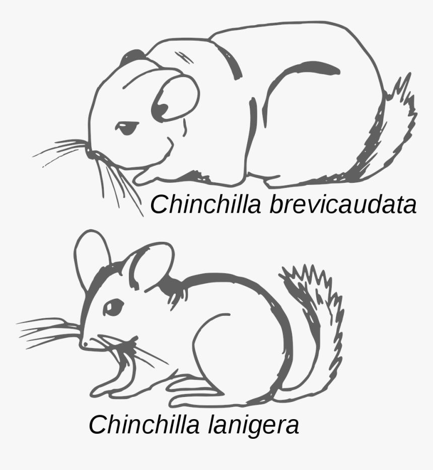 File - Chinchilla - Croquis Comparatif - Svg - Chinchilla - Long Tailed Chinchilla Vs Short Tailed Chinchilla, HD Png Download, Free Download