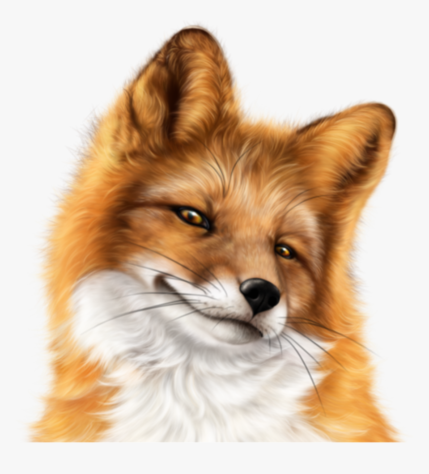 Snarky Fox Face Freetoedit Tubes Psp Fox Hd Png Download Kindpng