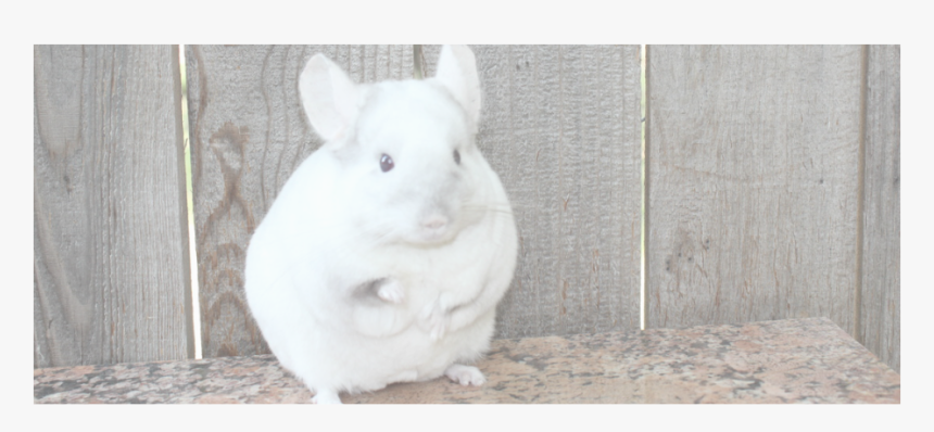 Picture - Chinchilla, HD Png Download, Free Download