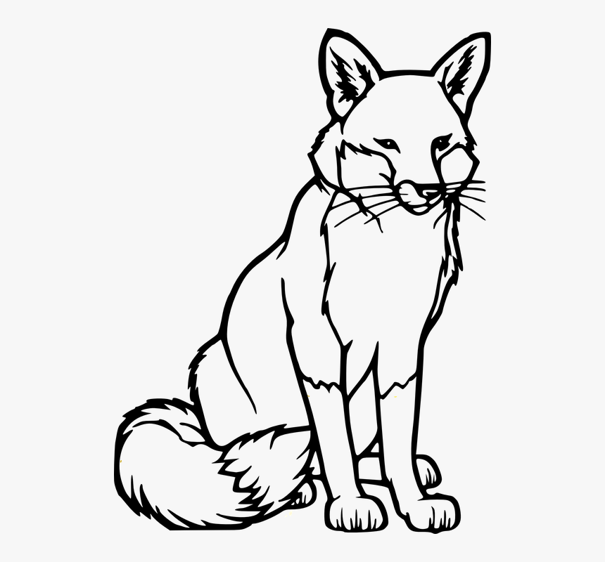 Fox, Wildlife, Animal, Mammal, Carnivore, Zoo, Canine - Colouring Pages Of Fox, HD Png Download, Free Download